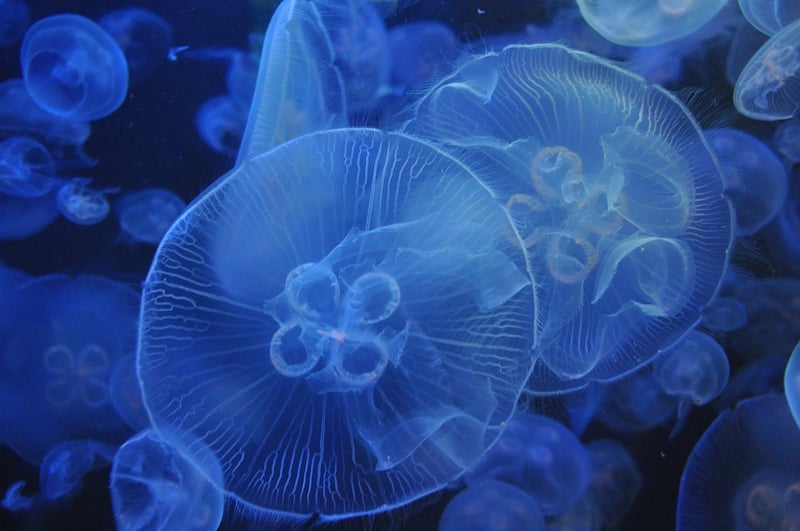 Immortal Jellyfish